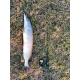 Спиннинг CF (Crazy Fish) Nano One Carbon NSRC612XULS 1.85м, 0.3-2.5гр