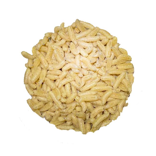 Опарыш мелкий в контейнере (пинка)